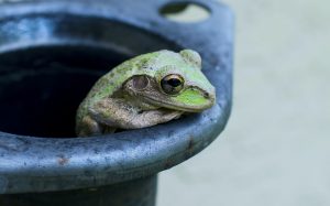 Frog in a Pot